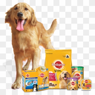 About Us Ares The Golden Retriever - Pedigree Food Golden Retriever, HD Png Download