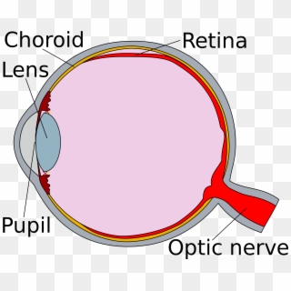Eye Clipart Human Eye - Diagram Of The Eye Retina, HD Png Download