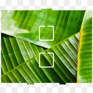 Banana Leaves - 2 On/off - Ensete, HD Png Download