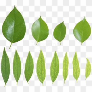 Free Png Download Green Leaves Png Images Background - Листья Зеленые, Transparent Png