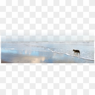 Urban Dogs And Cats - Beach Ridge, HD Png Download