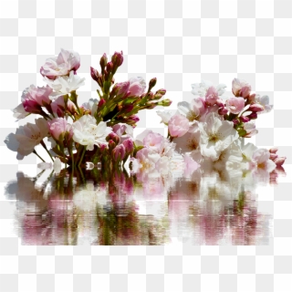 Cherry - Bouquet, HD Png Download