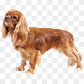 Small Cute Dogs - Cavalier King Charles Spaniel Png, Transparent Png