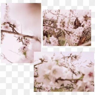 Bucheon Chundeok Mountain Peach Flower Festival - Cherry Blossom, HD Png Download