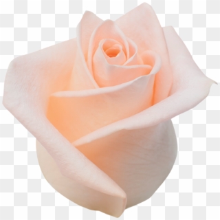 Alina Roza - Róże Png, Transparent Png