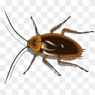 Insect - Cartoon Image Of Cockroach, HD Png Download