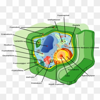 Plant Cell Structure Icelandic Text - Identify The Organelles In The Cell, HD Png Download