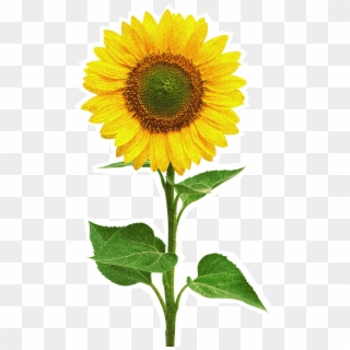 Download Free Photo Report - Sun Flower, HD Png Download
