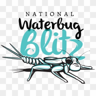 Waterbug Blitz Logo, HD Png Download