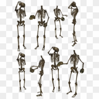 Skeleton Skeletons Bones Skull Funny Humor Human - High Quality Picsart Background Hd, HD Png Download