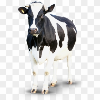Cow Png - Корова Пнг, Transparent Png