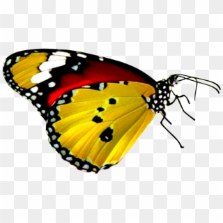 Download Png Balloon Image - Black Yellow Red Butterfly, Transparent Png