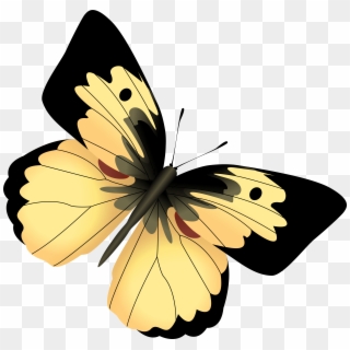 Free Png Yellow And Black Butterfly Png Images Transparent - Yellow Transparent Butterfly Clipart, Png Download