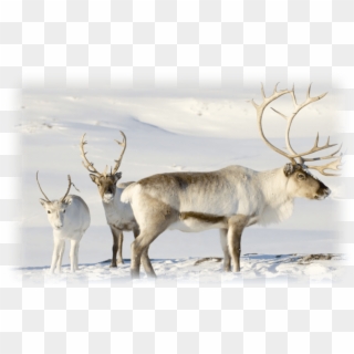 Ruldolph The Red Nose Reindeer Memes, HD Png Download