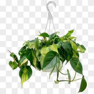Philodendron Brazil Hanging Basket - Philodendron Brazil, HD Png Download