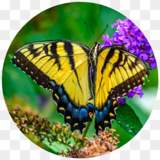 Papilio Machaon, HD Png Download
