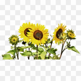 Sunflower Bunch - Nature Good Night Flowers, HD Png Download