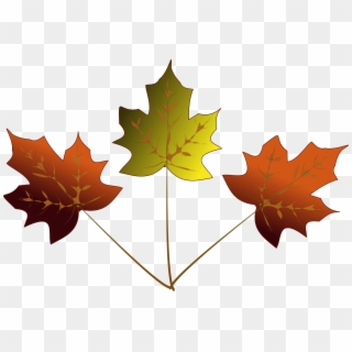 Inkscape Drawing Of 3 Maple Leaves Autumn - 3 Maple Leafs Drawing, HD Png Download