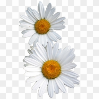 Transparent Other - Flowers With No Background, HD Png Download