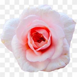 Credit To @angelicshiver - Hybrid Tea Rose, HD Png Download