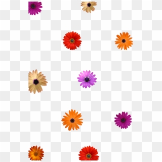 Sample Layout Overlays - Flowers No Background Overlay, HD Png Download