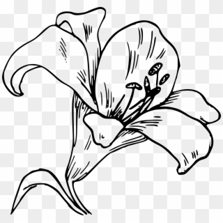 Easter Lily Png - Orquidea Dibujo Para Colorear, Transparent Png