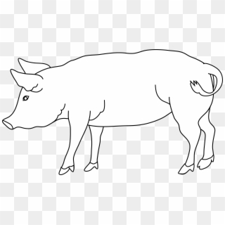 6363 X 3636 4 - White Pig Clip Art, HD Png Download