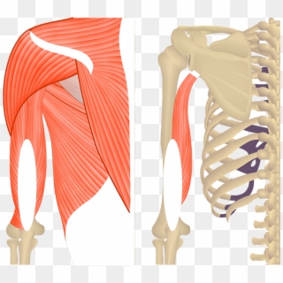 Featured Image Featured Image Showing Two Views Of - Tricep Medial Head, HD Png Download