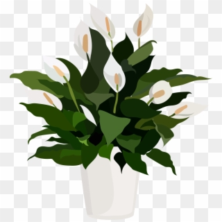 Peace Lily Flowers, HD Png Download