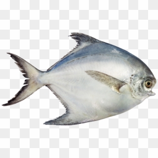 Pomfret - White Pomfret Fish Png, Transparent Png