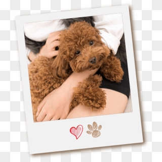 Why Conga's Mobile Pet Grooming - Labradoodle, HD Png Download