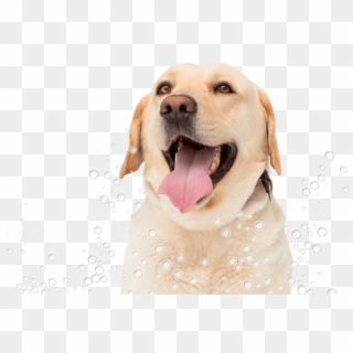 Conga´s Pet Grooming - Dog Yawns, HD Png Download