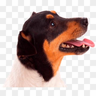 Conga´s Pet Hotel - Companion Dog, HD Png Download