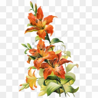 Free Png Vintage Lily Flower Png Image With Transparent - Vintage Tiger Lily, Png Download