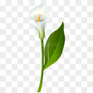 Free Png Download Calla Lily Transparent Png Images - Transparent Background Calla Lily Png, Png Download
