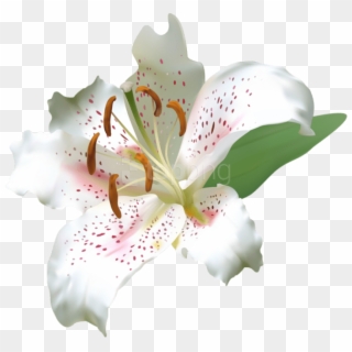 Free Png Download White Deco Lily Flower Png Images - White Tiger Lilies Border Transparent, Png Download
