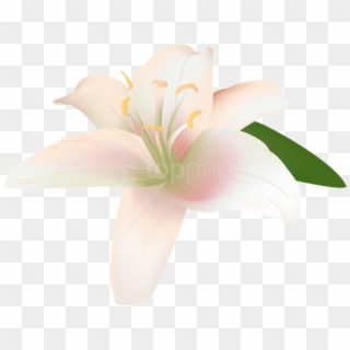 Free Png Lily Flower Transparent Png Images Transparent - Lily, Png Download