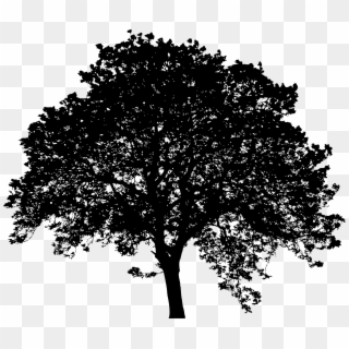 Big Image - Leafy Tree Silhouette, HD Png Download