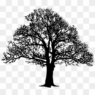 Tree Silhouette Oak Drawing Branch - B&w Png, Transparent Png