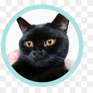 The Site For Cool Cats - Black Cat, HD Png Download