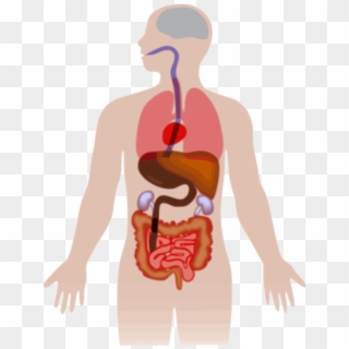 Liver Organ Anatomy Medicine Hepatology Svg Png Icon - Human Body Clipart Png, Transparent Png