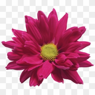 Free Png Download Pink Chrysanthemum Flower Transparent - Chrysanthemum Free Png, Png Download