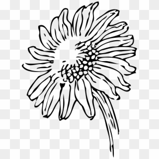 Sunflowers Clipart Black And White Clipart - Transparent Sunflower Clipart Black And White, HD Png Download