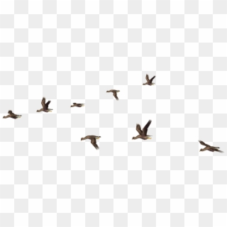 Flock Of Birds Png - Birds Flying Png For Photoshop, Transparent Png