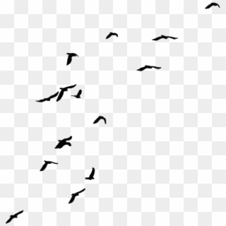 Bird Png - Transparent Background Crows Png, Png Download