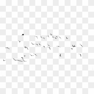 Ocean Birds Png Image - Flock, Transparent Png