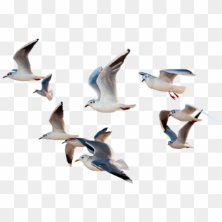 Birds Flying Png - Paragraph Of I Would Be A Bird, Transparent Png