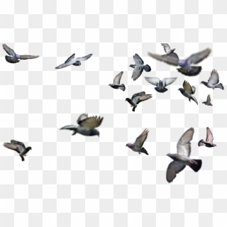 Mob Type - High Resolution Birds Png, Transparent Png