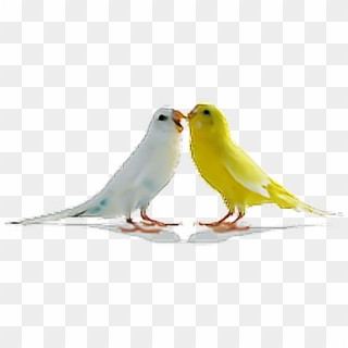 Birds Parrots Bird Tumblr Ftestickers - Love Birds Png, Transparent Png