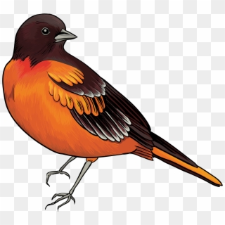 Jpg Free Download Black And Orange Bird Png Best Web - Bird Clipart Png, Transparent Png